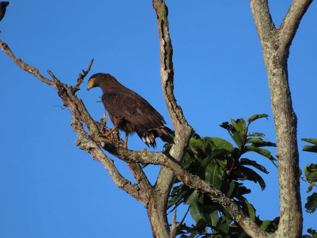 Crested Serpent-Eagle - ML644244174