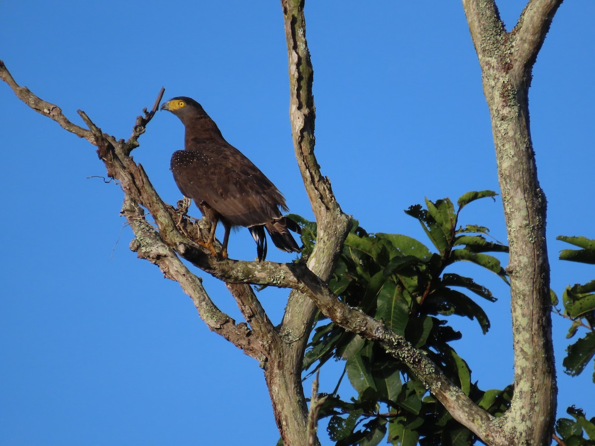 Crested Serpent-Eagle - ML644244175