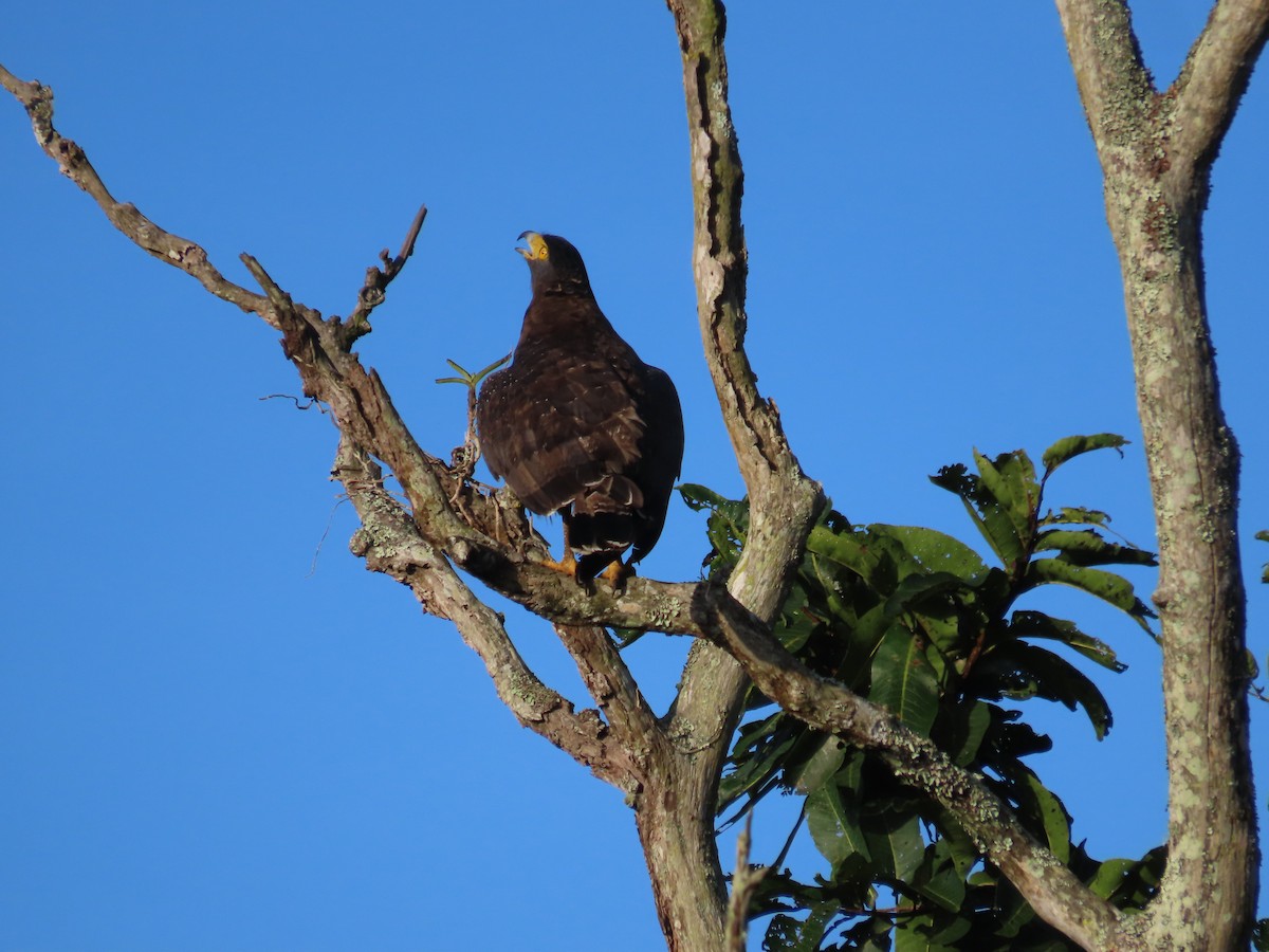 Crested Serpent-Eagle - ML644244176