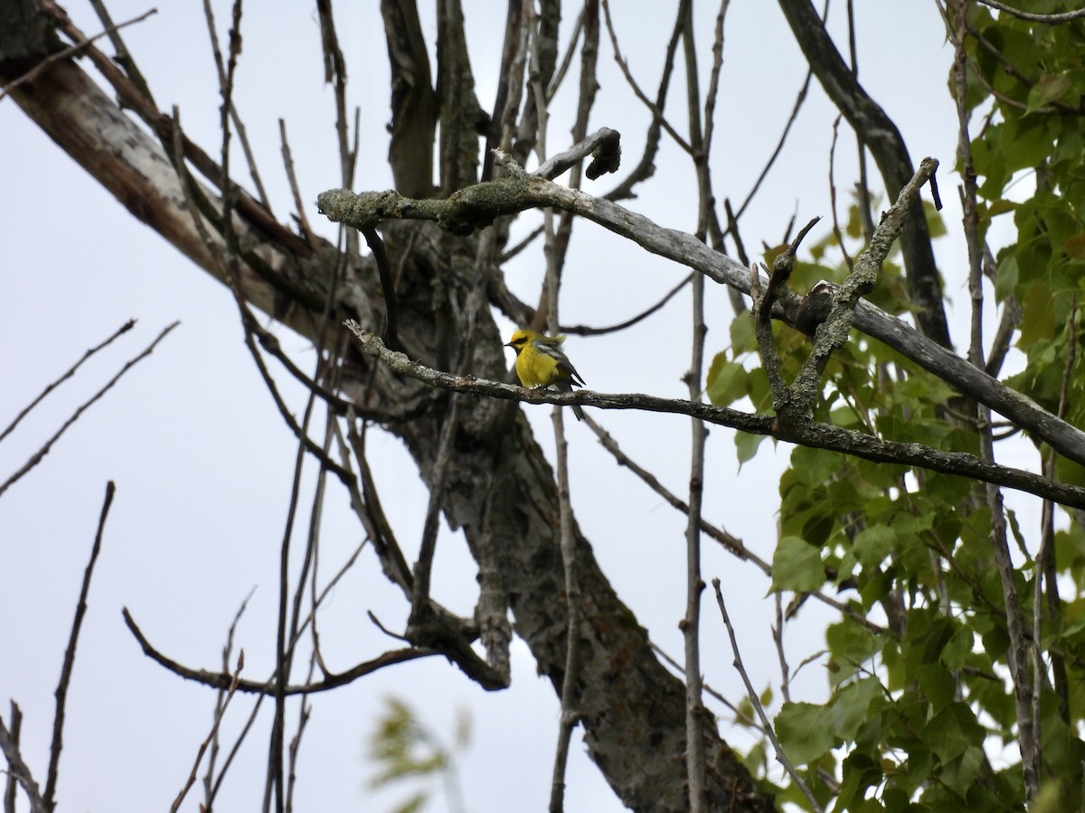 Lawrence's Warbler (hybrid) - ML644244178