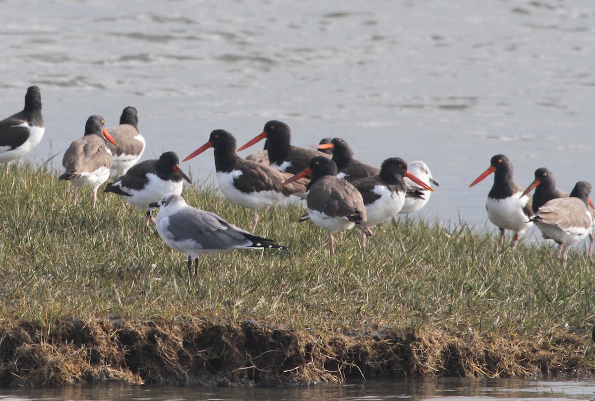 American Oystercatcher - ML644244184