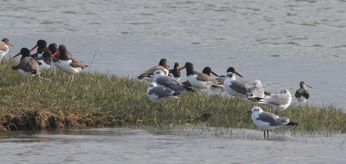 American Oystercatcher - ML644244185