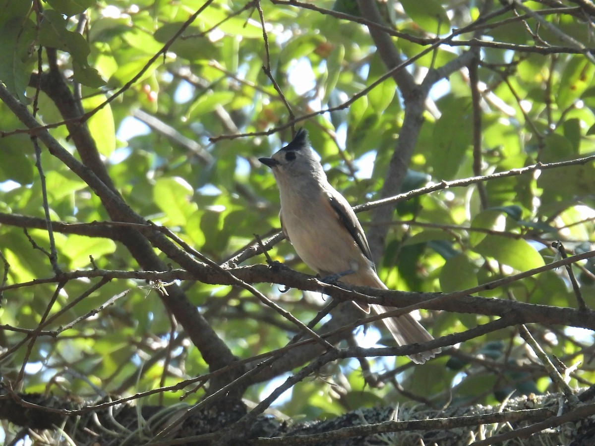 Чернохохлая гренадерка - ML644244186