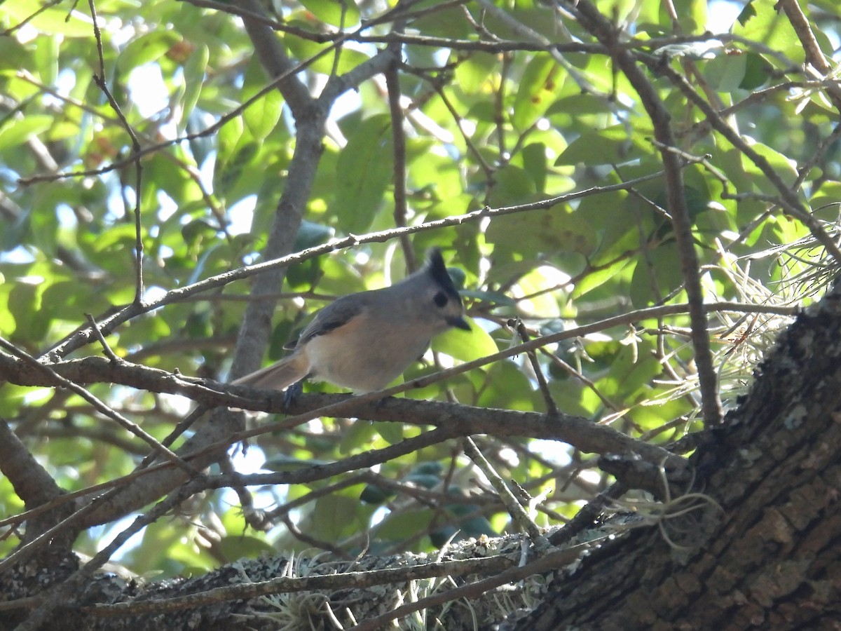 Чернохохлая гренадерка - ML644244187