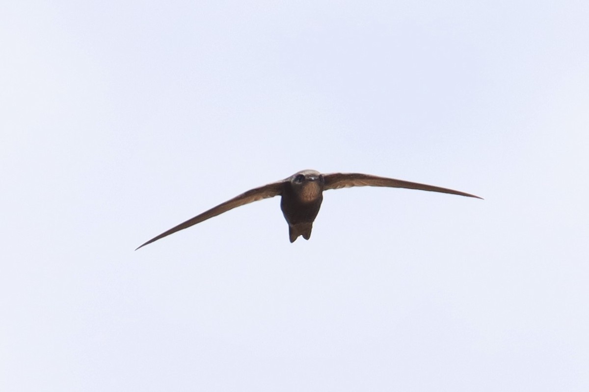 Common Swift - ML644244189