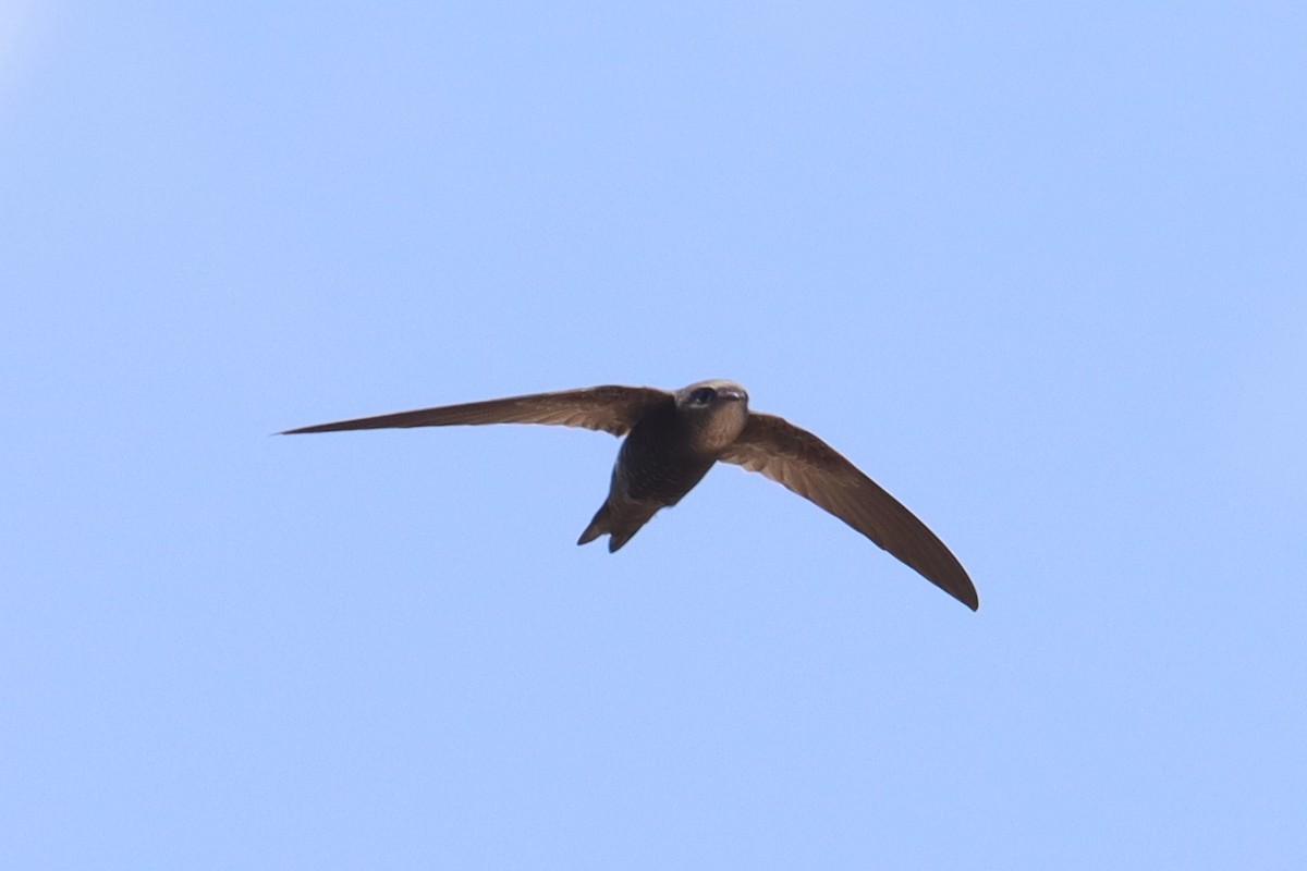 Common Swift - ML644244190
