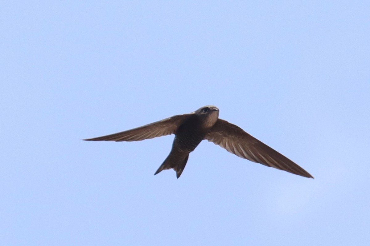 Common Swift - ML644244191