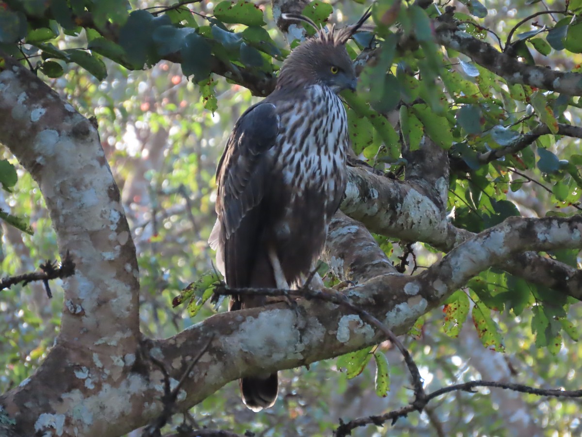 Changeable Hawk-Eagle - ML644244194