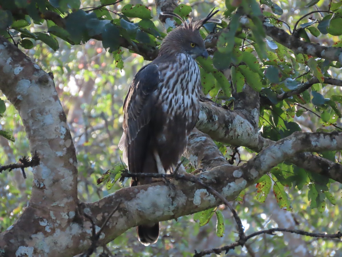 Changeable Hawk-Eagle - ML644244195
