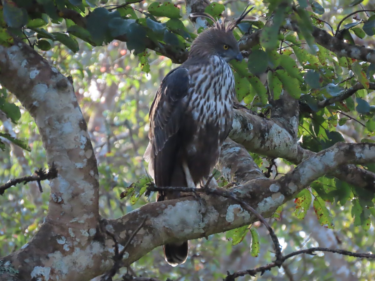 Changeable Hawk-Eagle - ML644244196