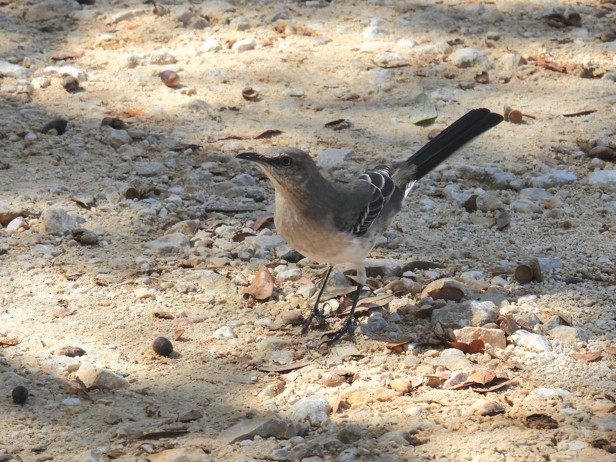 Northern Mockingbird - ML644244199