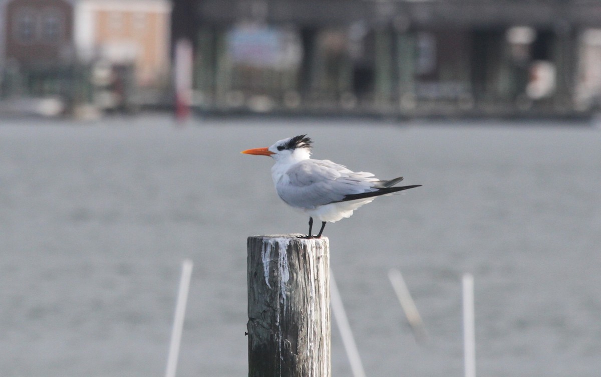 Royal Tern - ML644244204