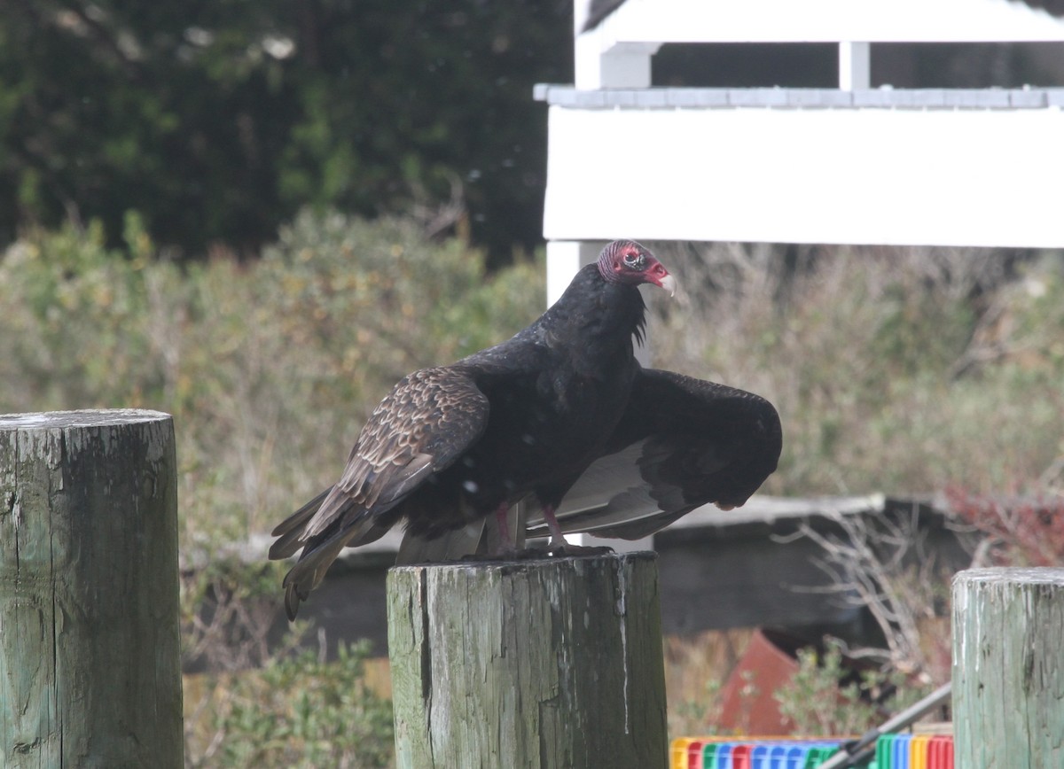 Turkey Vulture - ML644244223