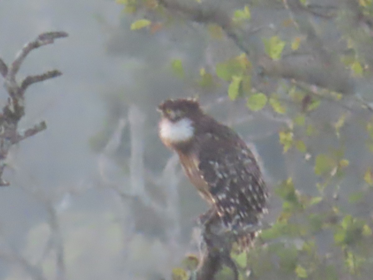Brown Fish-Owl - ML644244239