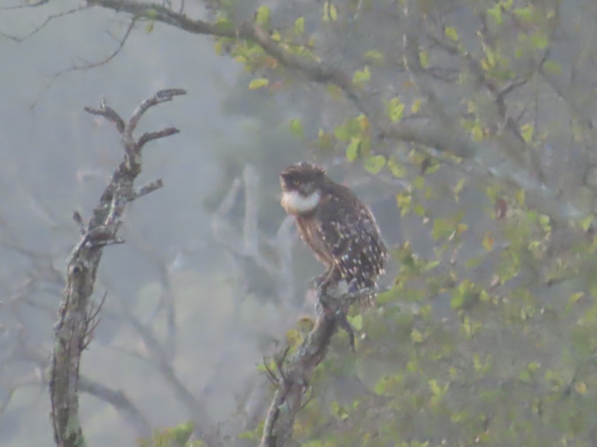 Brown Fish-Owl - ML644244240