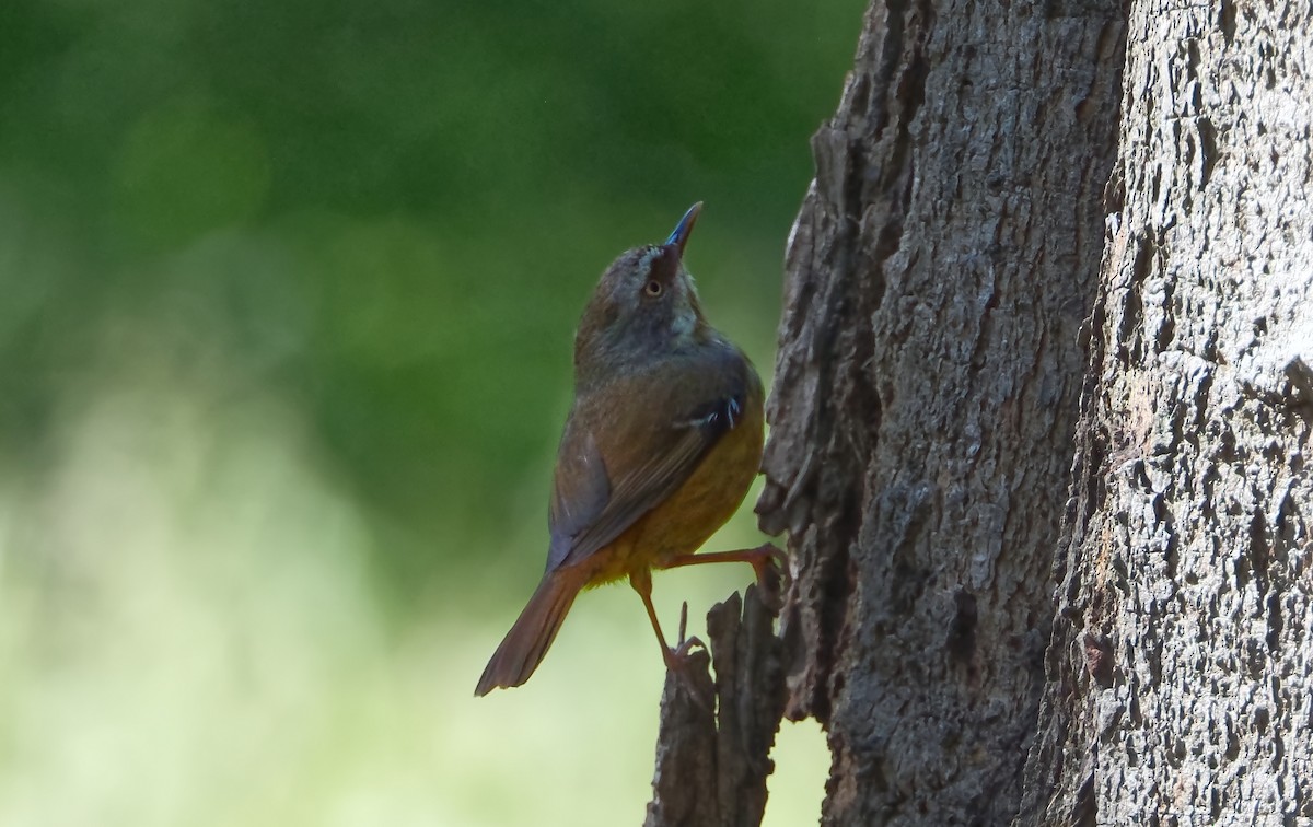 White-browed Scrubwren - ML644244244