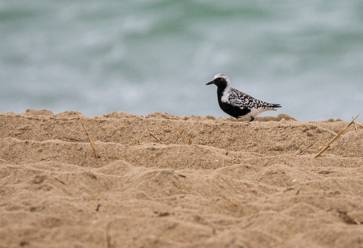 Black-bellied Plover - ML644244263