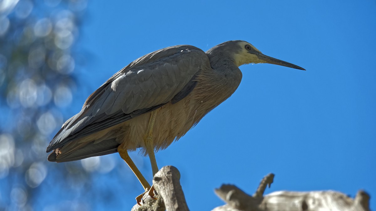 White-faced Heron - ML644244268
