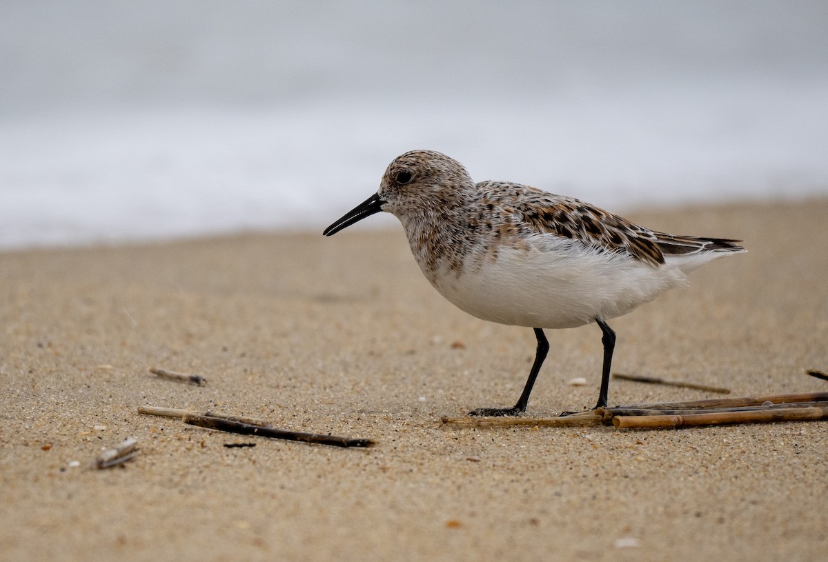 Sanderling - ML644244301