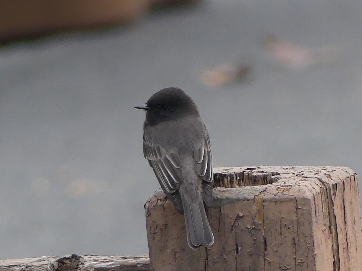 Black Phoebe - ML644244308