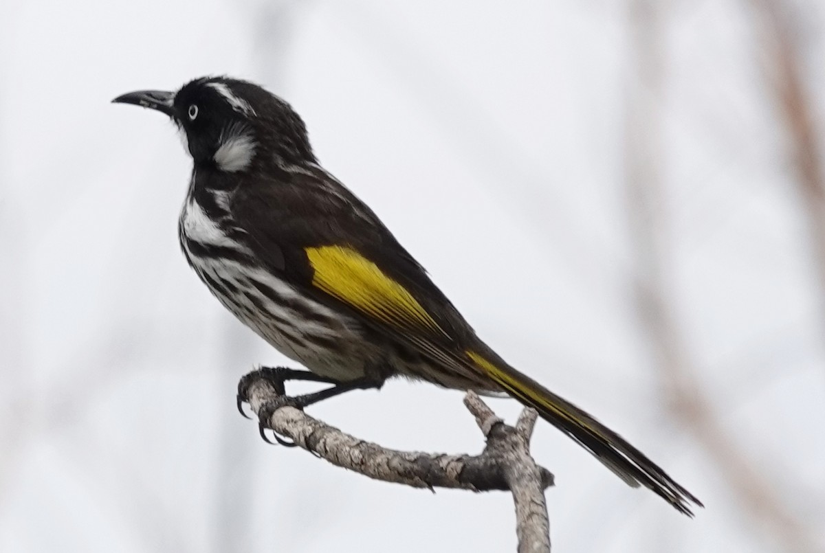 New Holland Honeyeater - ML644244310