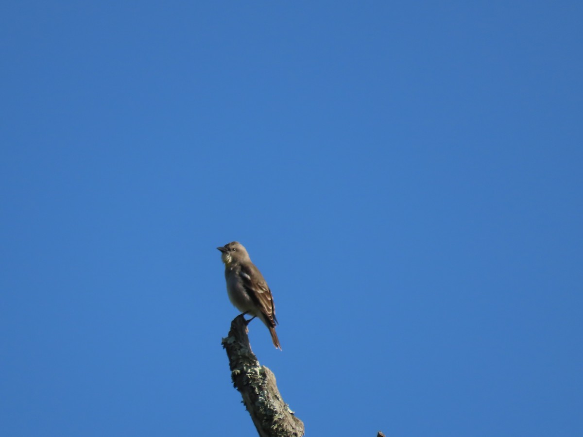 Yellow-throated Sparrow - ML644244312