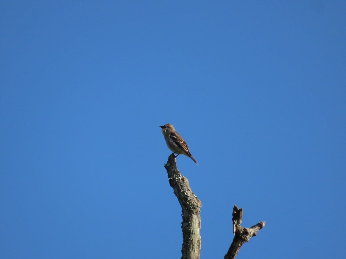 Yellow-throated Sparrow - ML644244313