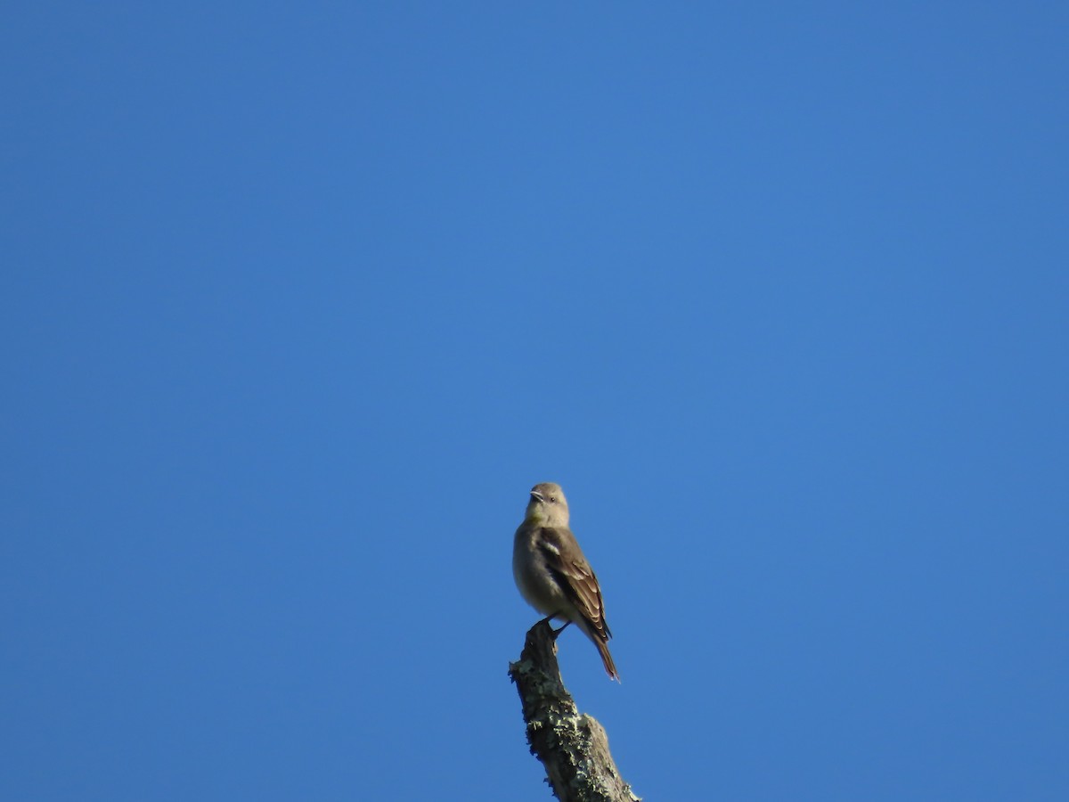 Yellow-throated Sparrow - ML644244314