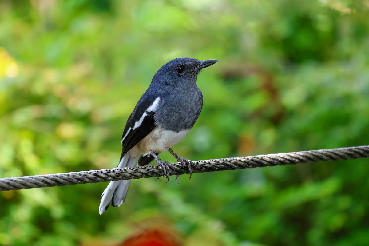 Oriental Magpie-Robin - ML644244315