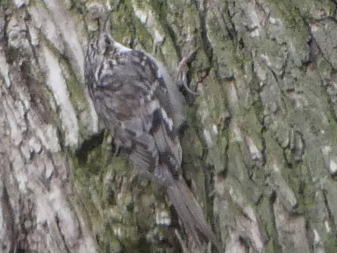 Brown Creeper - ML644244347