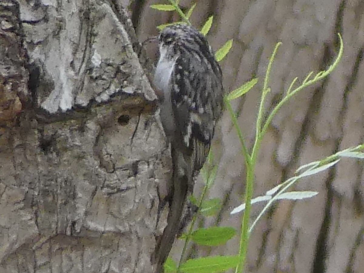 Brown Creeper - ML644244348
