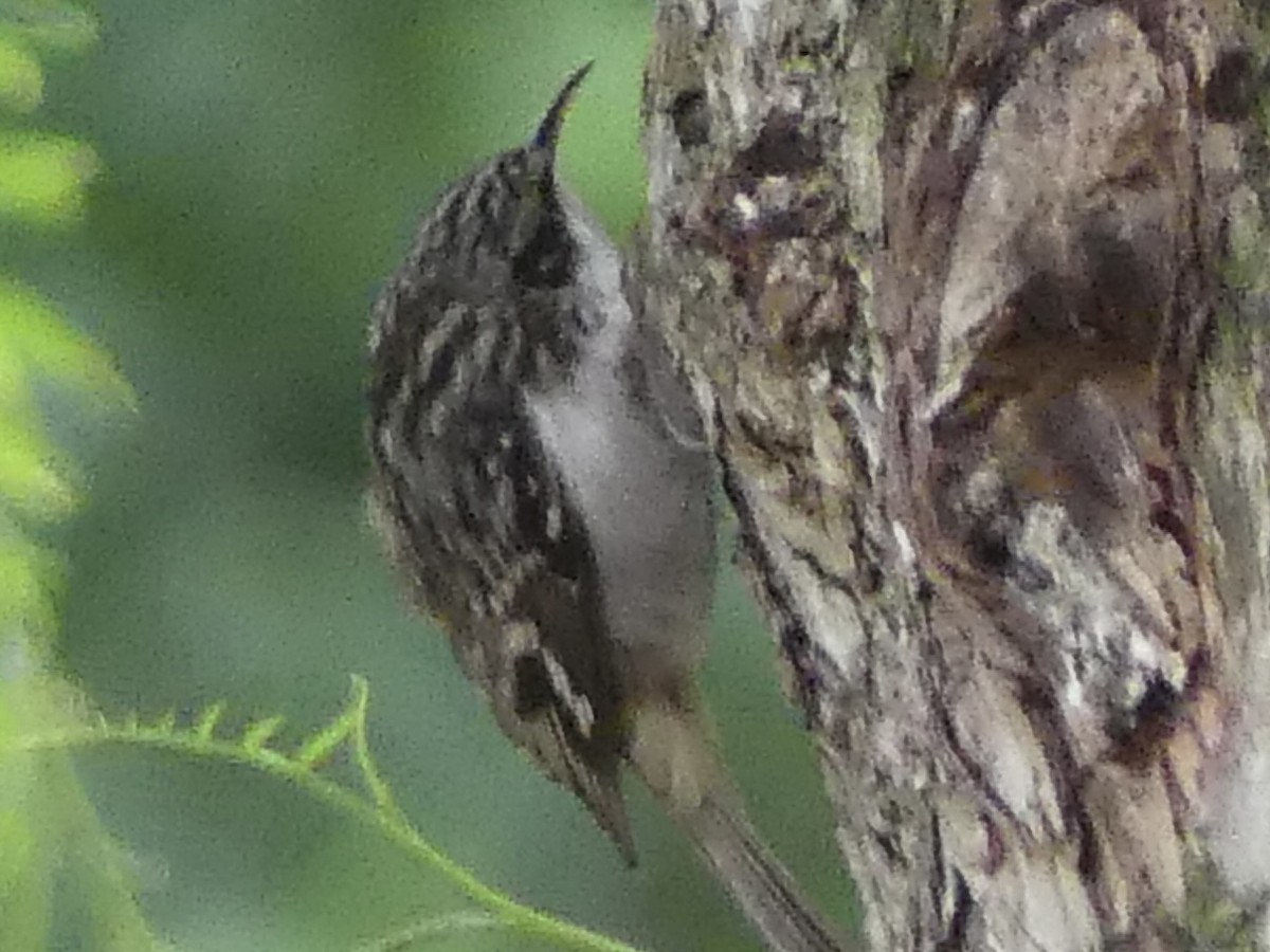 Brown Creeper - ML644244349