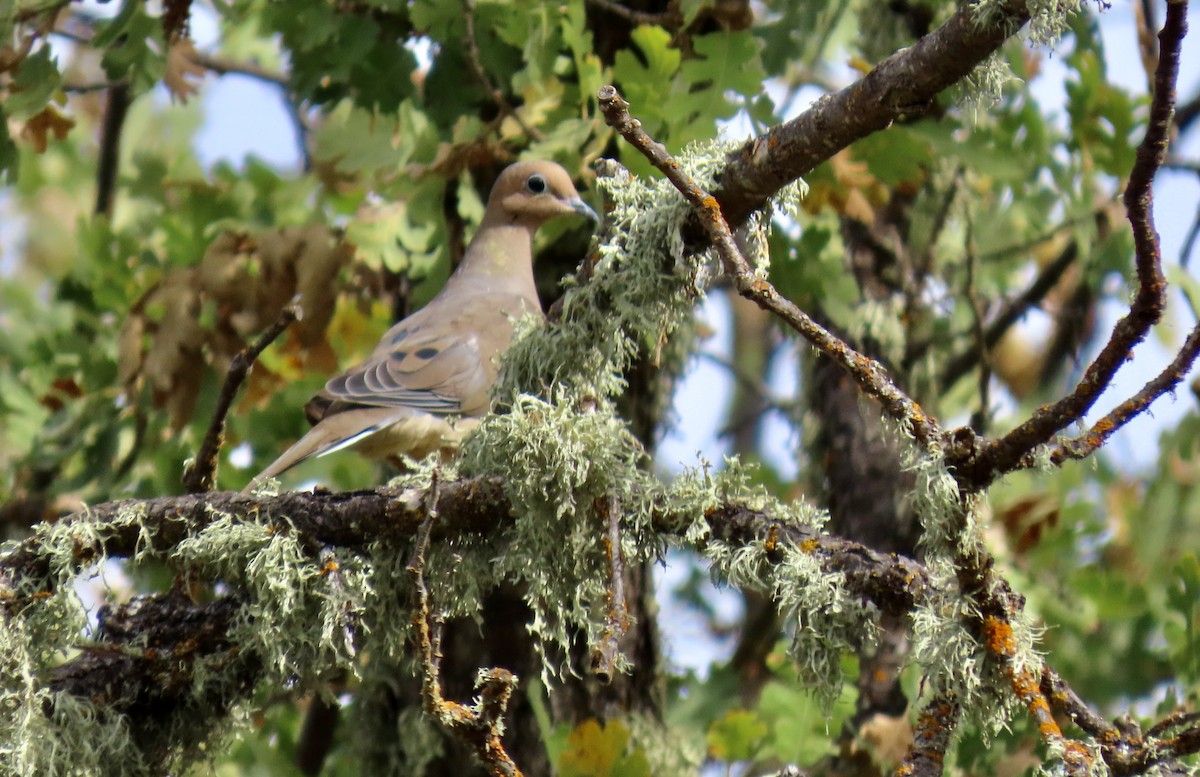 Mourning Dove - ML644244351