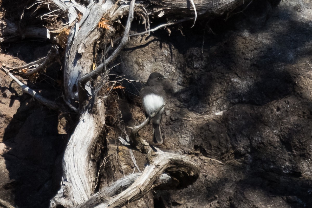 Black Phoebe - ML644244361