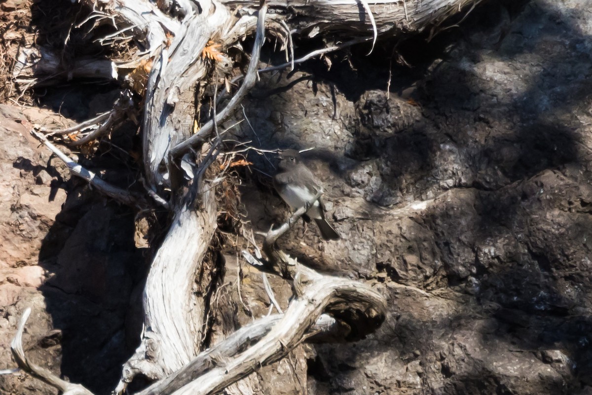 Black Phoebe - ML644244362