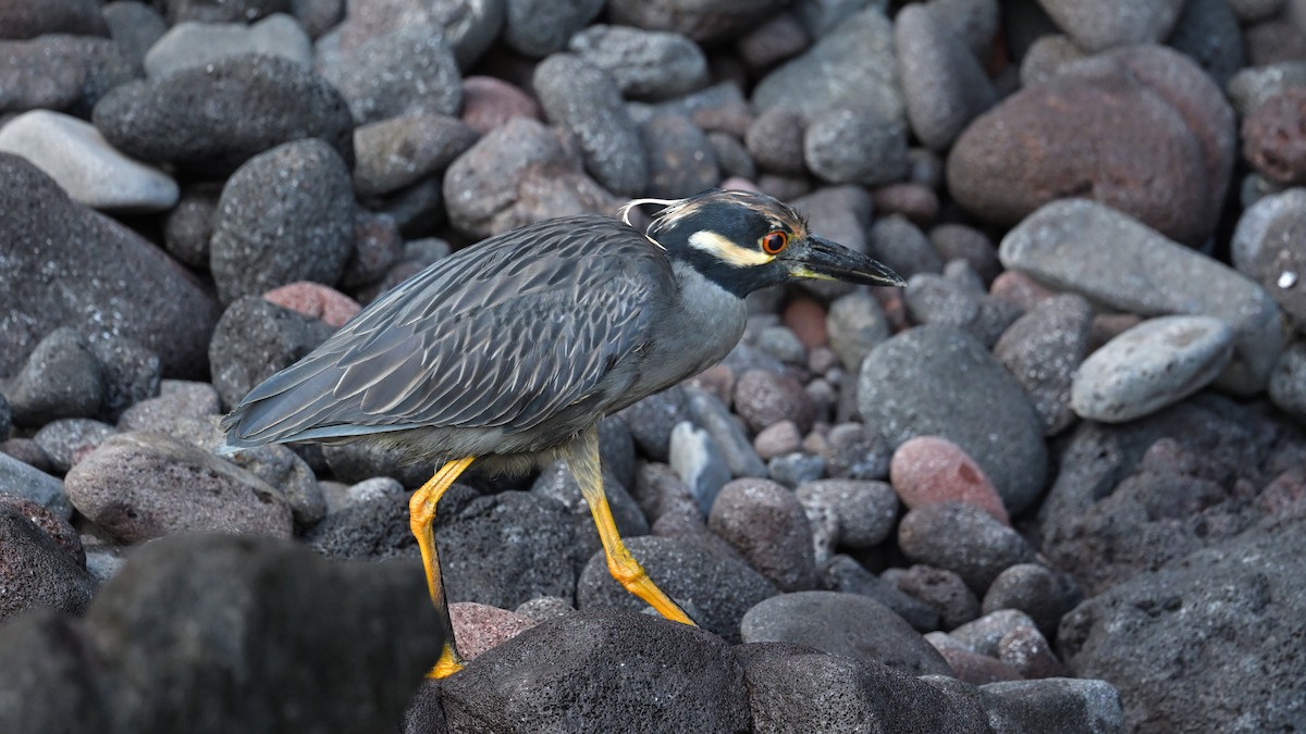 Yellow-crowned Night Heron - ML644244381