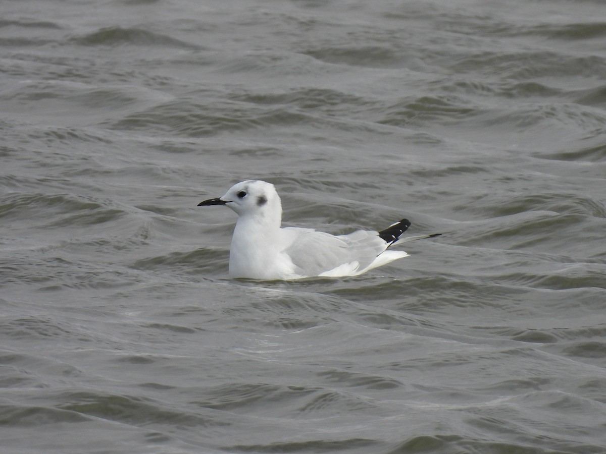 racek Bonapartův - ML644244389