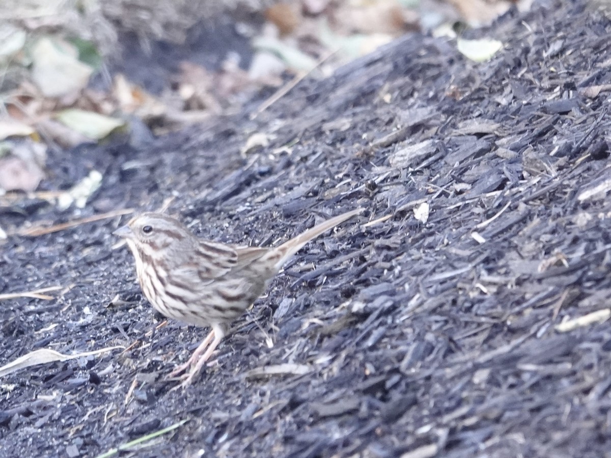 Song Sparrow (melodia/atlantica) - ML644244395