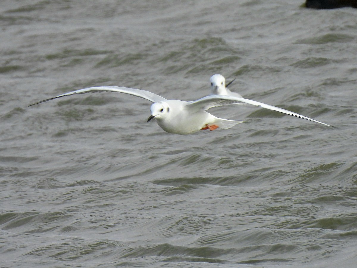 racek Bonapartův - ML644244397