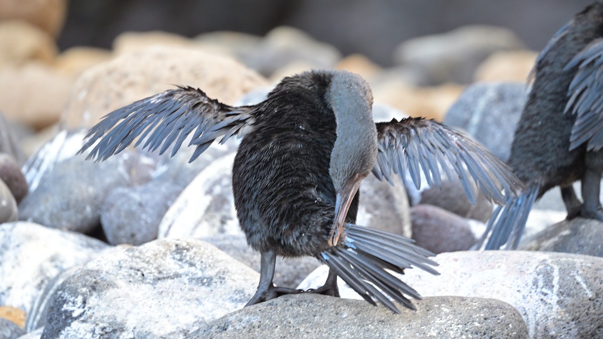 Flightless Cormorant - ML644244398