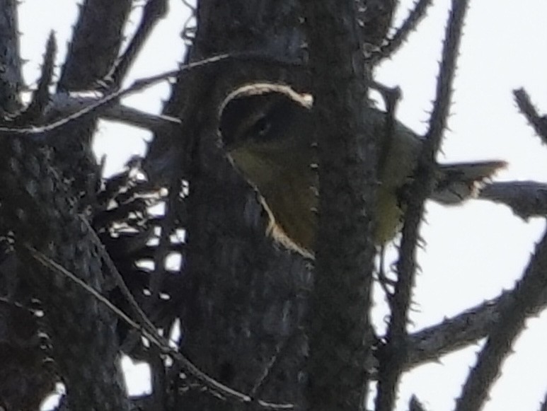 Palm Warbler (Yellow) - ML644244436