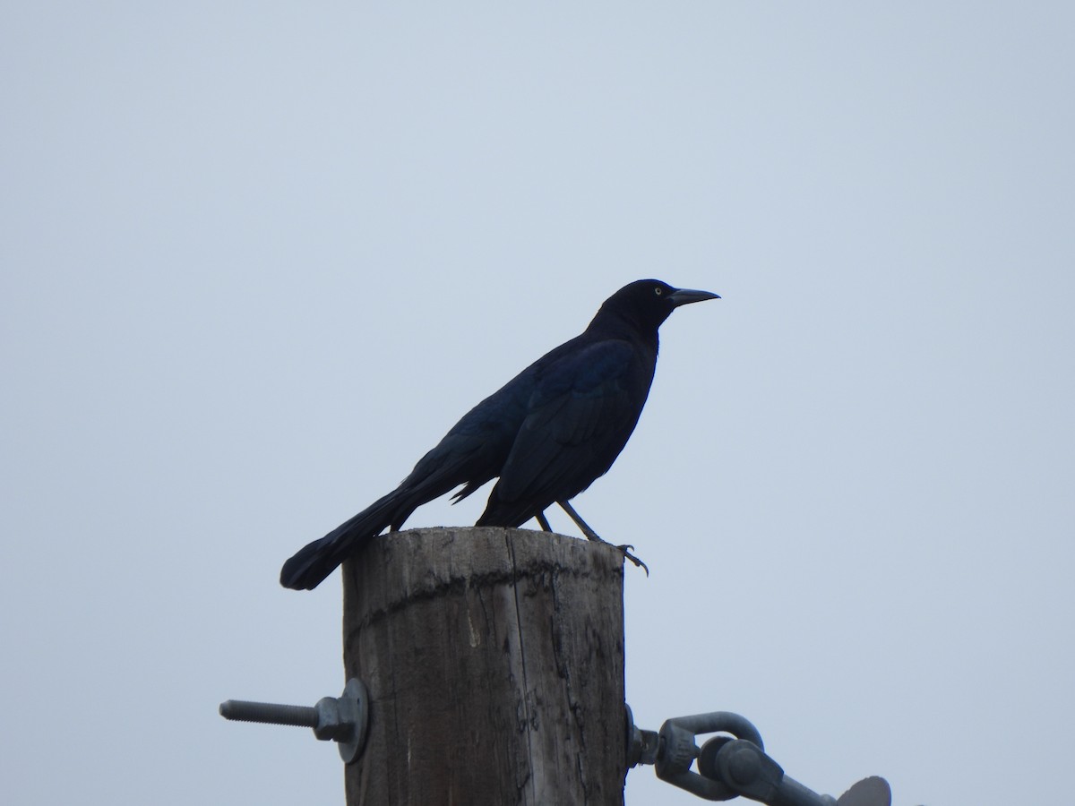 Great-tailed Grackle (Great-tailed) - ML644244441