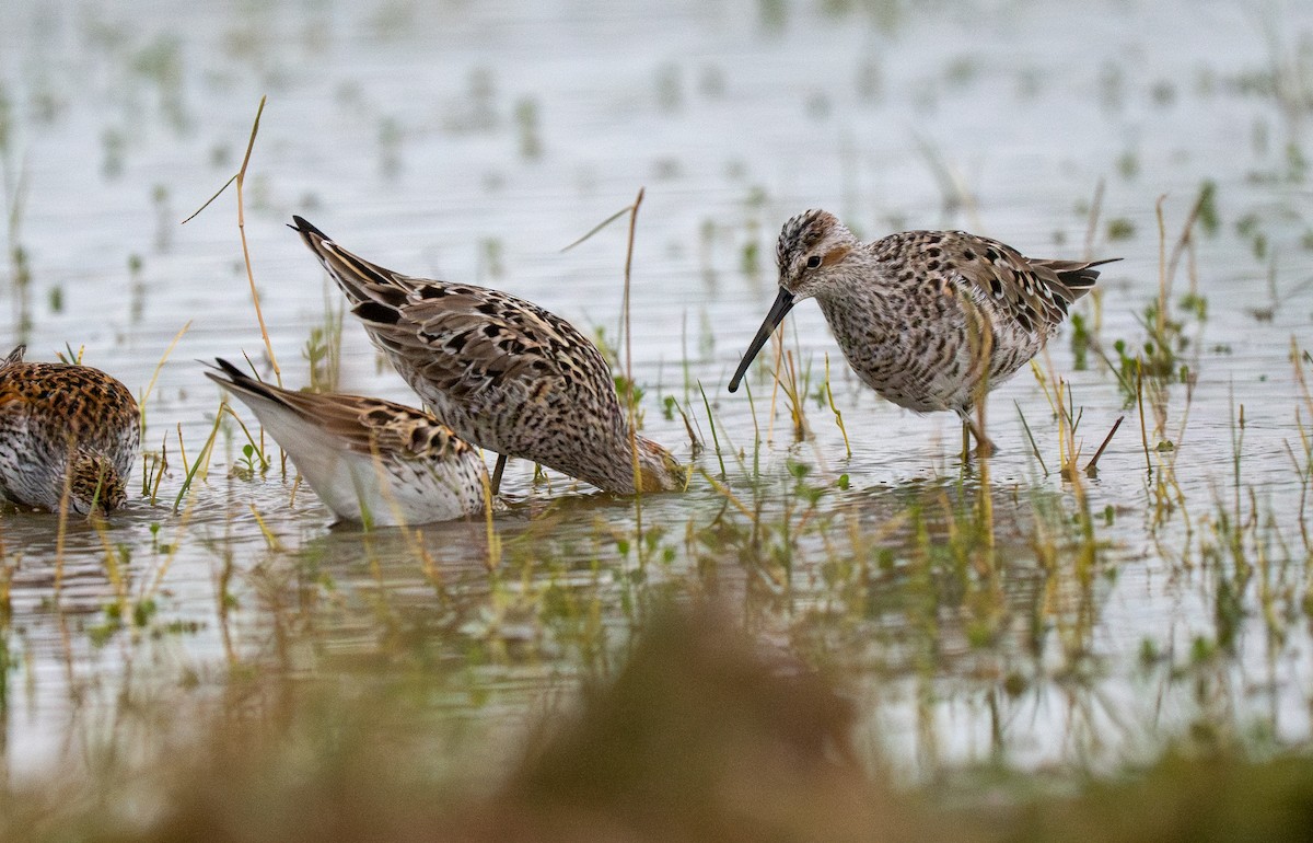 Stilt Sandpiper - ML644244452