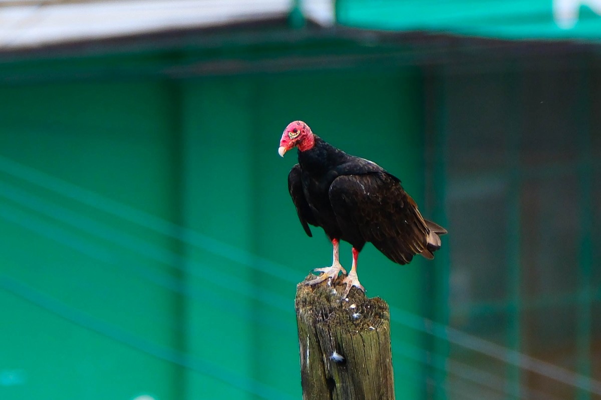 Turkey Vulture - ML644244459