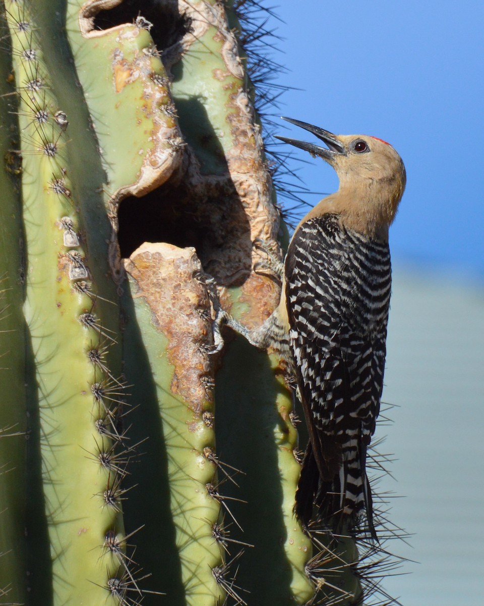 Гіла каліфорнійська - ML644244500