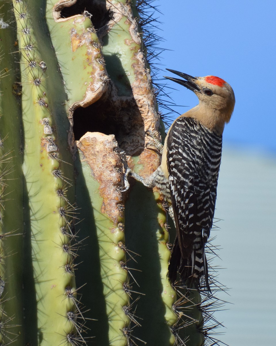 Гіла каліфорнійська - ML644244501