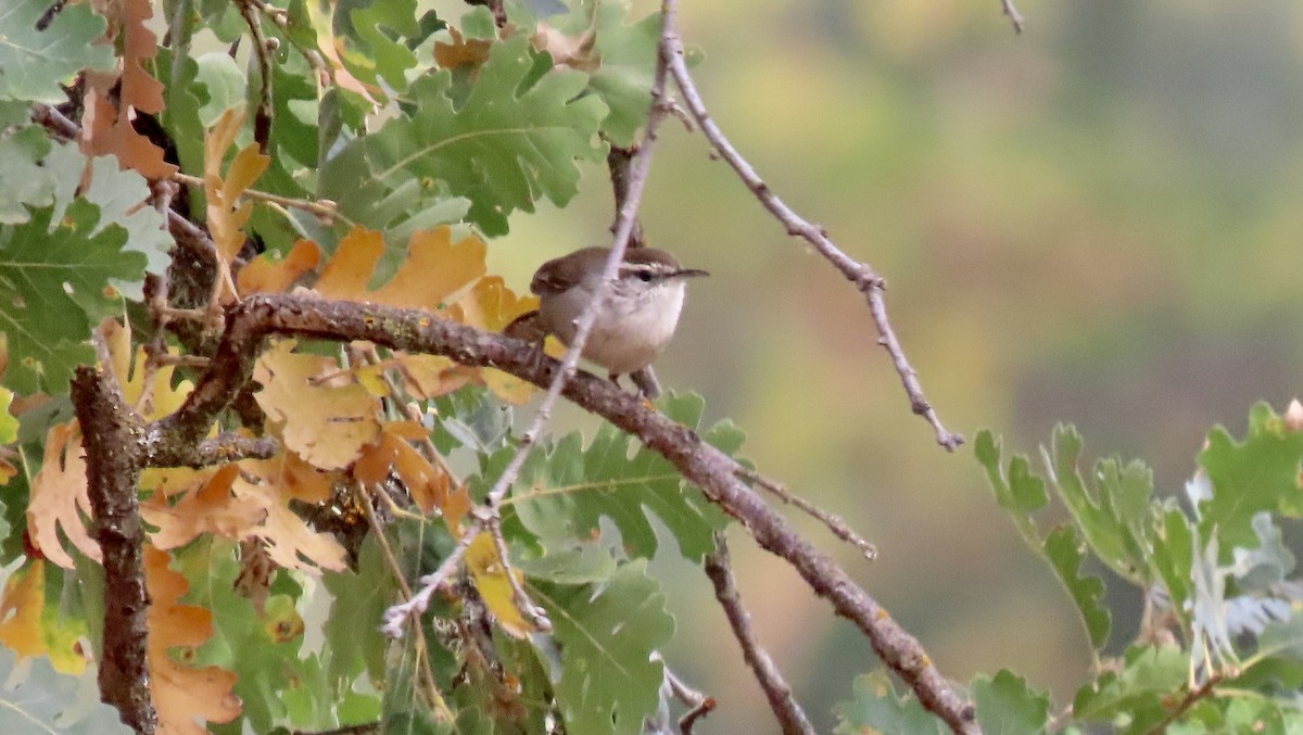 Підбуреник - ML644244505