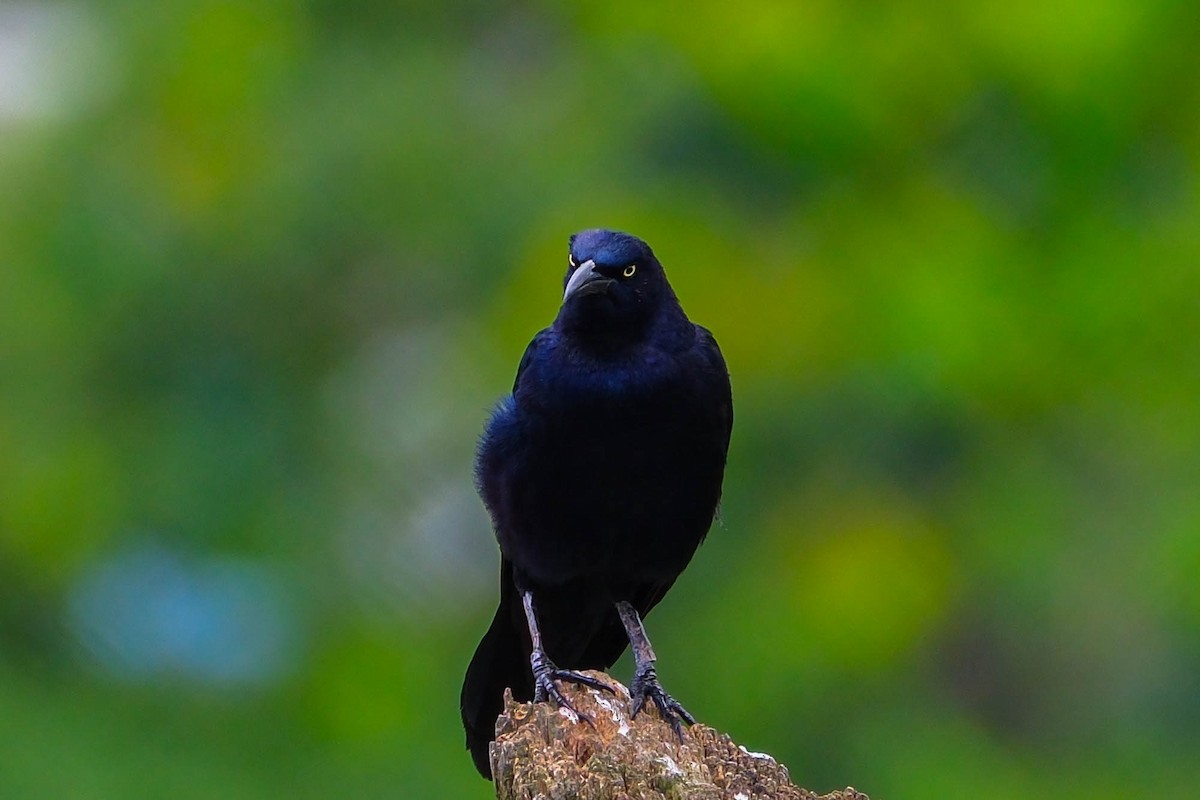 Great-tailed Grackle - ML644244509
