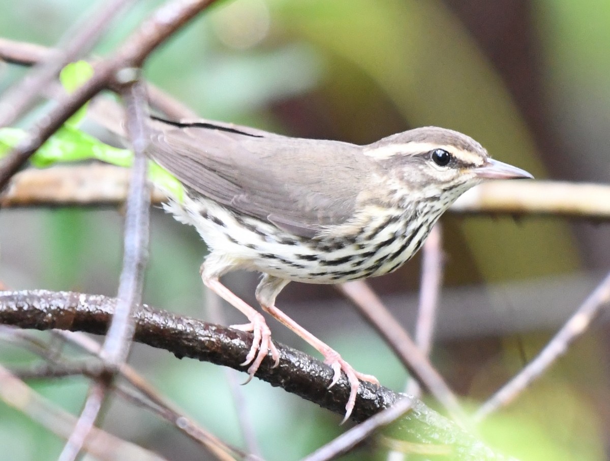Louisiana Waterthrush - ML644244511