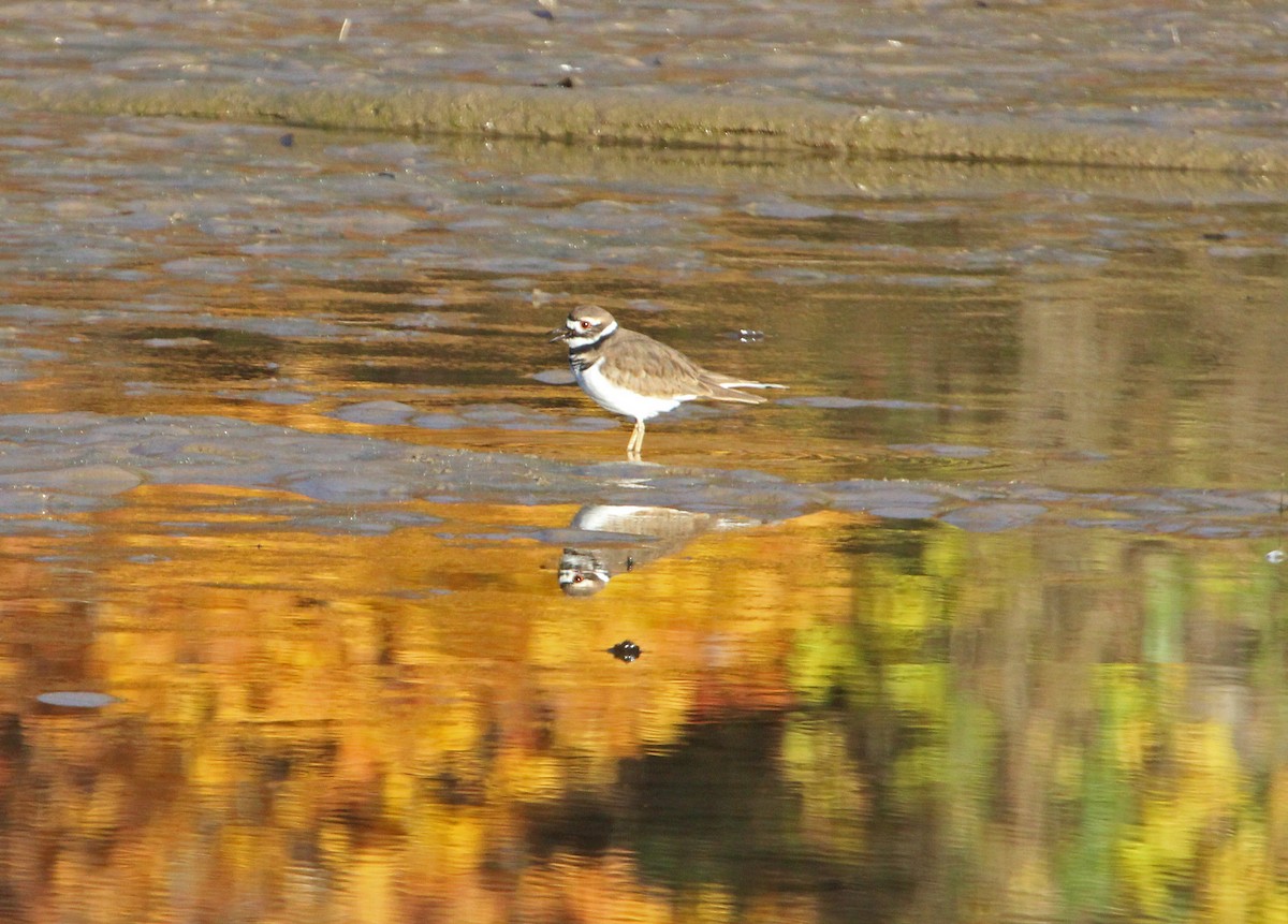 kulík rezavoocasý - ML644244514